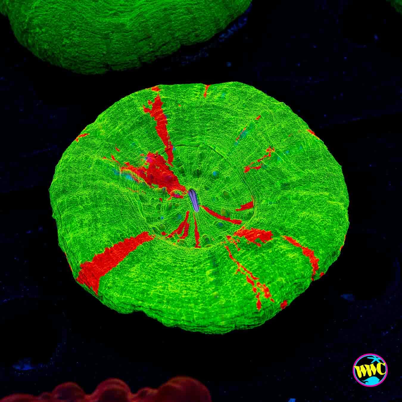 Bleeding Apple Scolymia - Daylight Photo