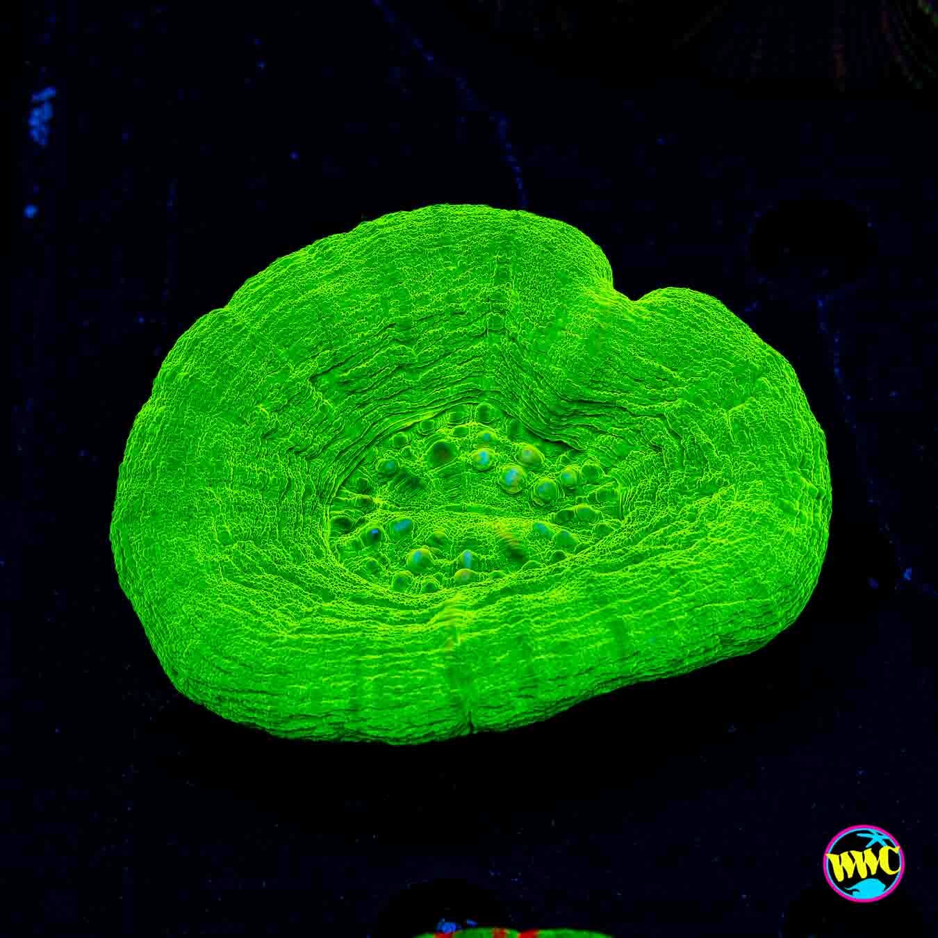 Crispin Apple Scolymia - Daylight Photo