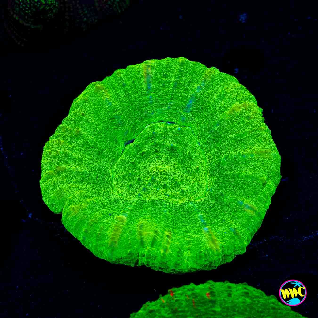 Sour Apple Scolymia - Daylight Photo