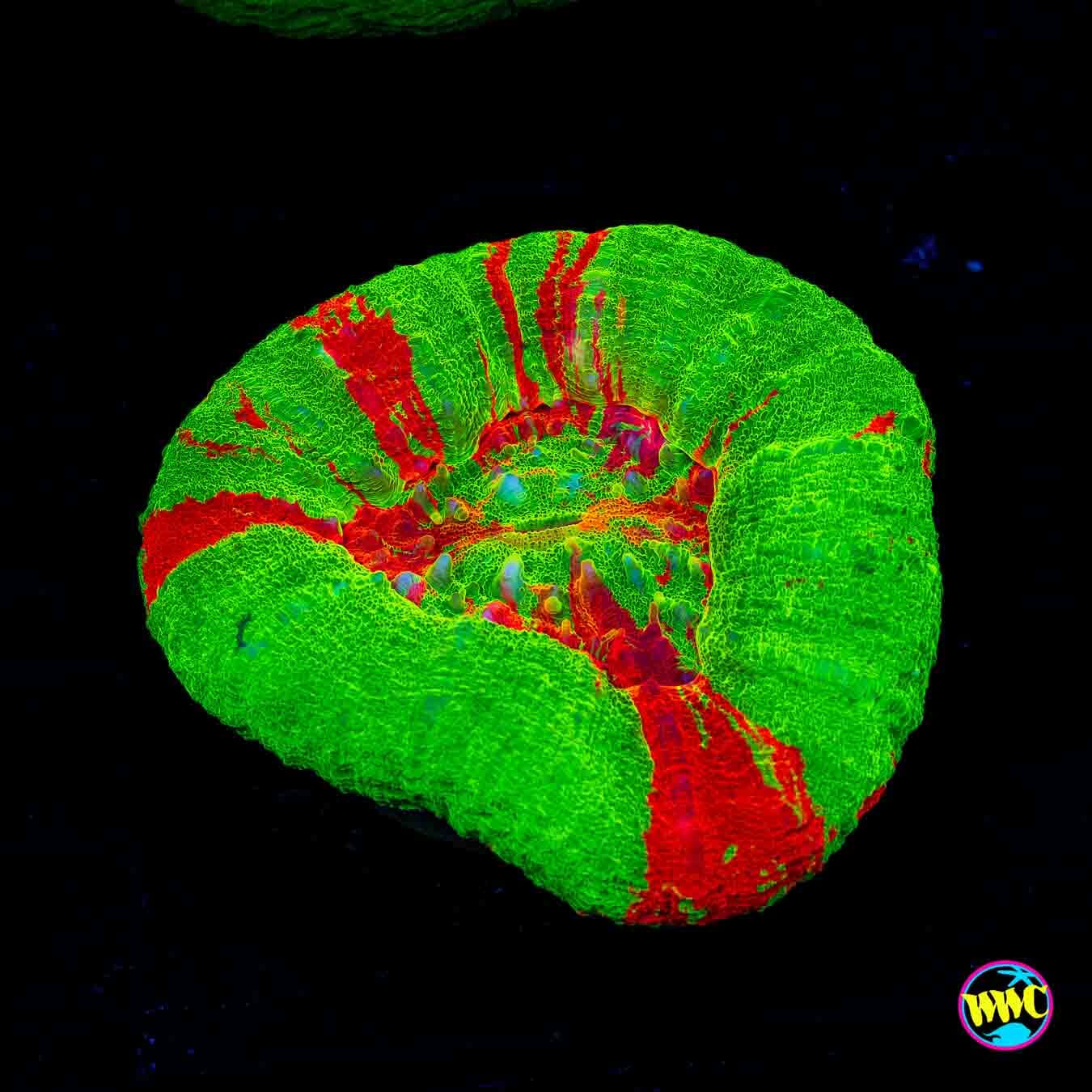 Bleeding Apple Scolymia - Daylight Photo