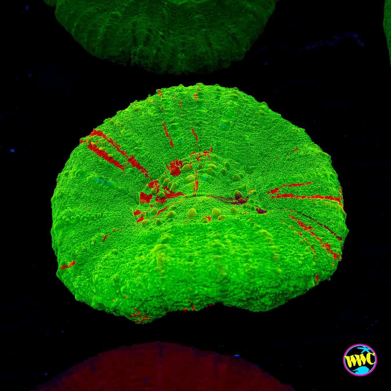 Bleeding Apple Scolymia - Daylight Photo
