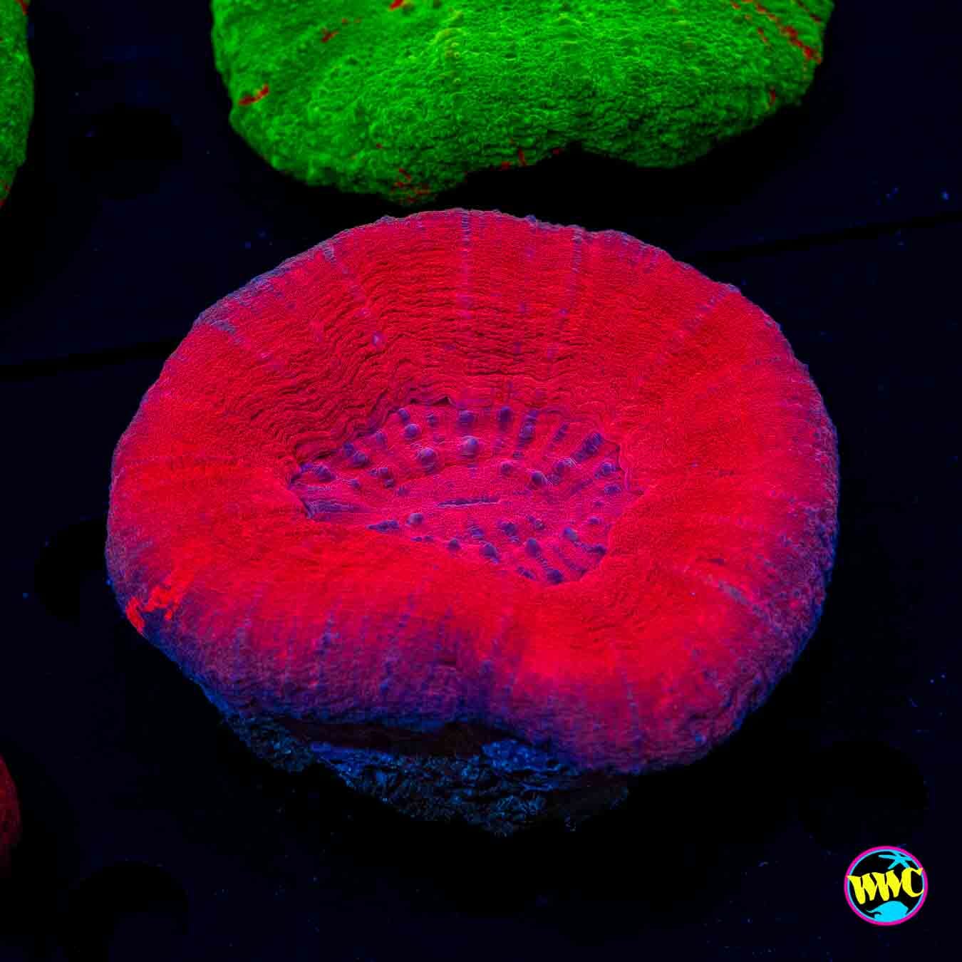 Red Hot Scolymia - Daylight Photo