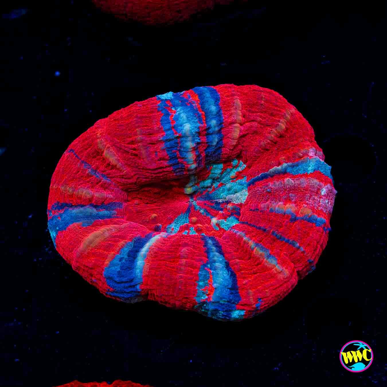 Icy Veins Warpaint Scolymia - Daylight Photo