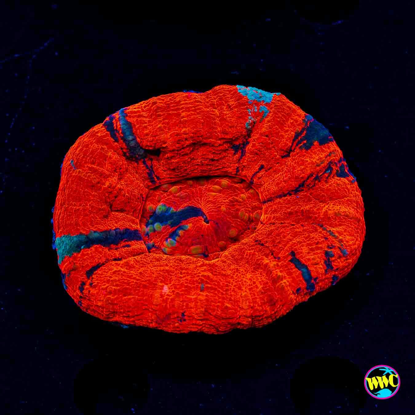 Warpaint Scolymia - Daylight Photo