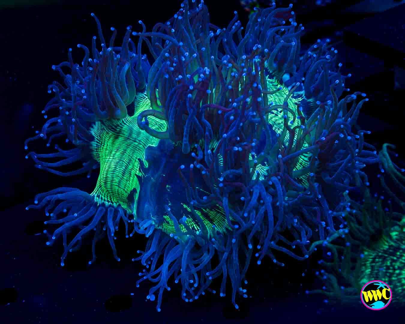 Blue Tipped Elegance - Daylight Photo