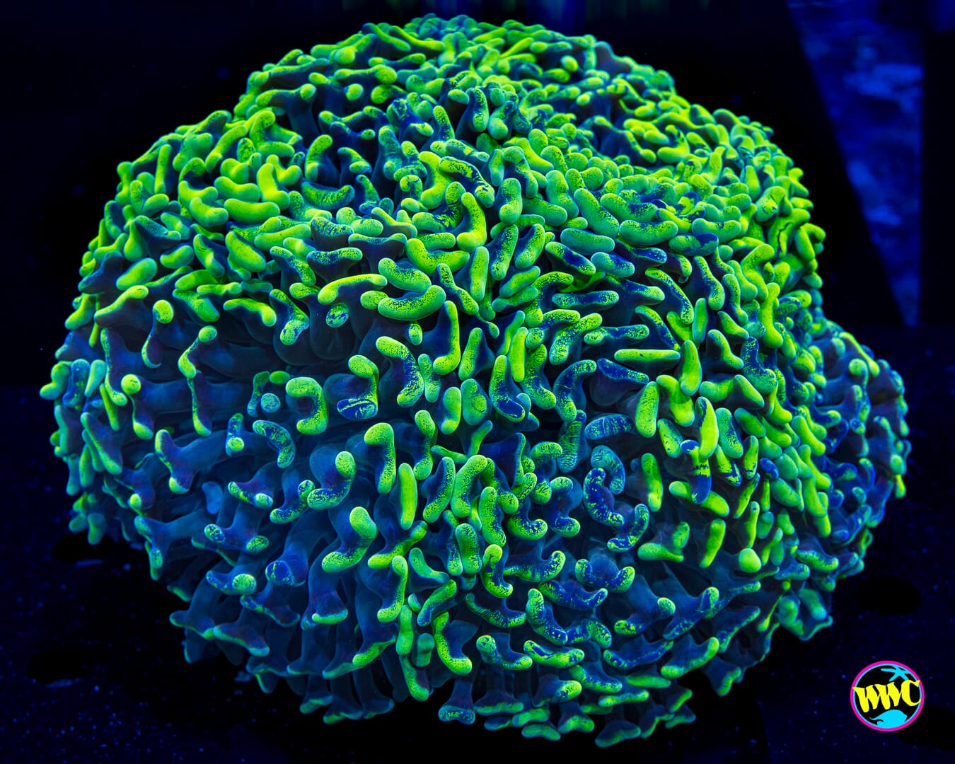 Neon Splatter Hammer - Actinic Photo