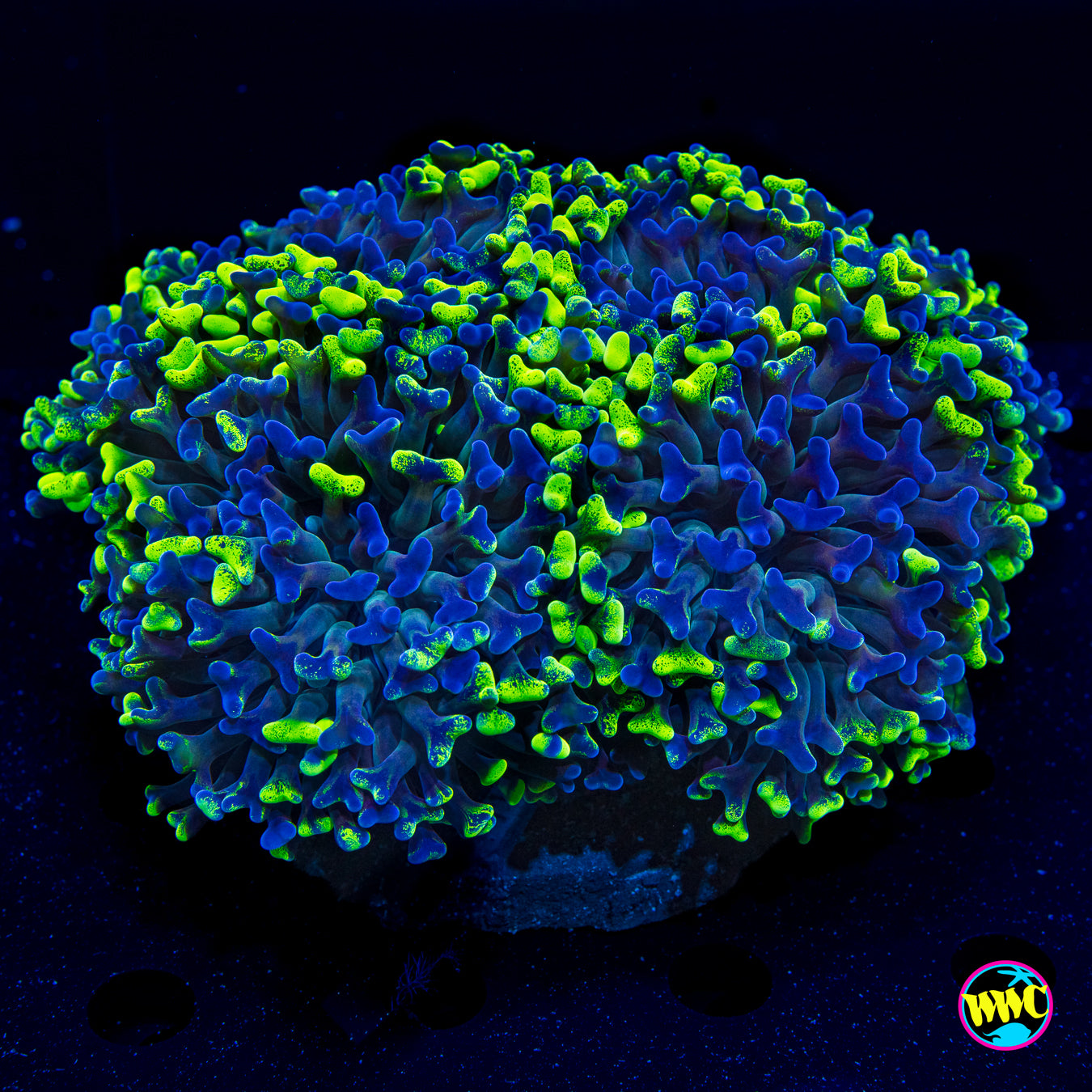 Radioactive Splatter Hammer - Actinic Photo
