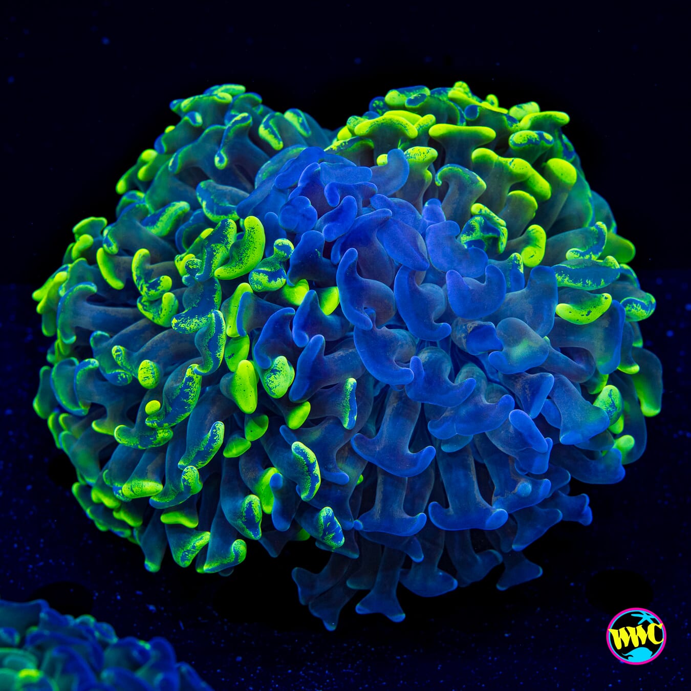 Neon Freon Splatter Hammer - Actinic Photo