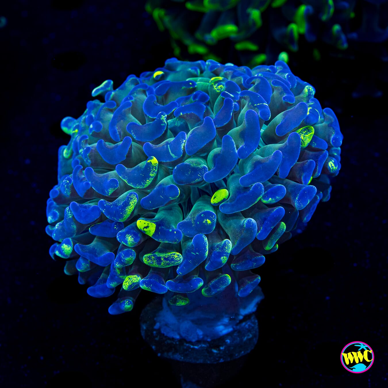 Blueberry Splatter Hammer - Actinic Photo