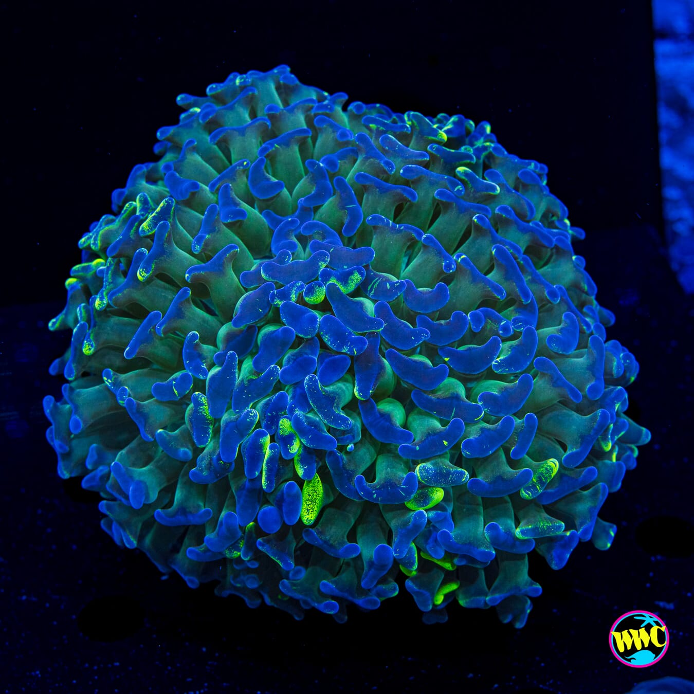 Huckleberry Splatter Hammer - Actinic Photo