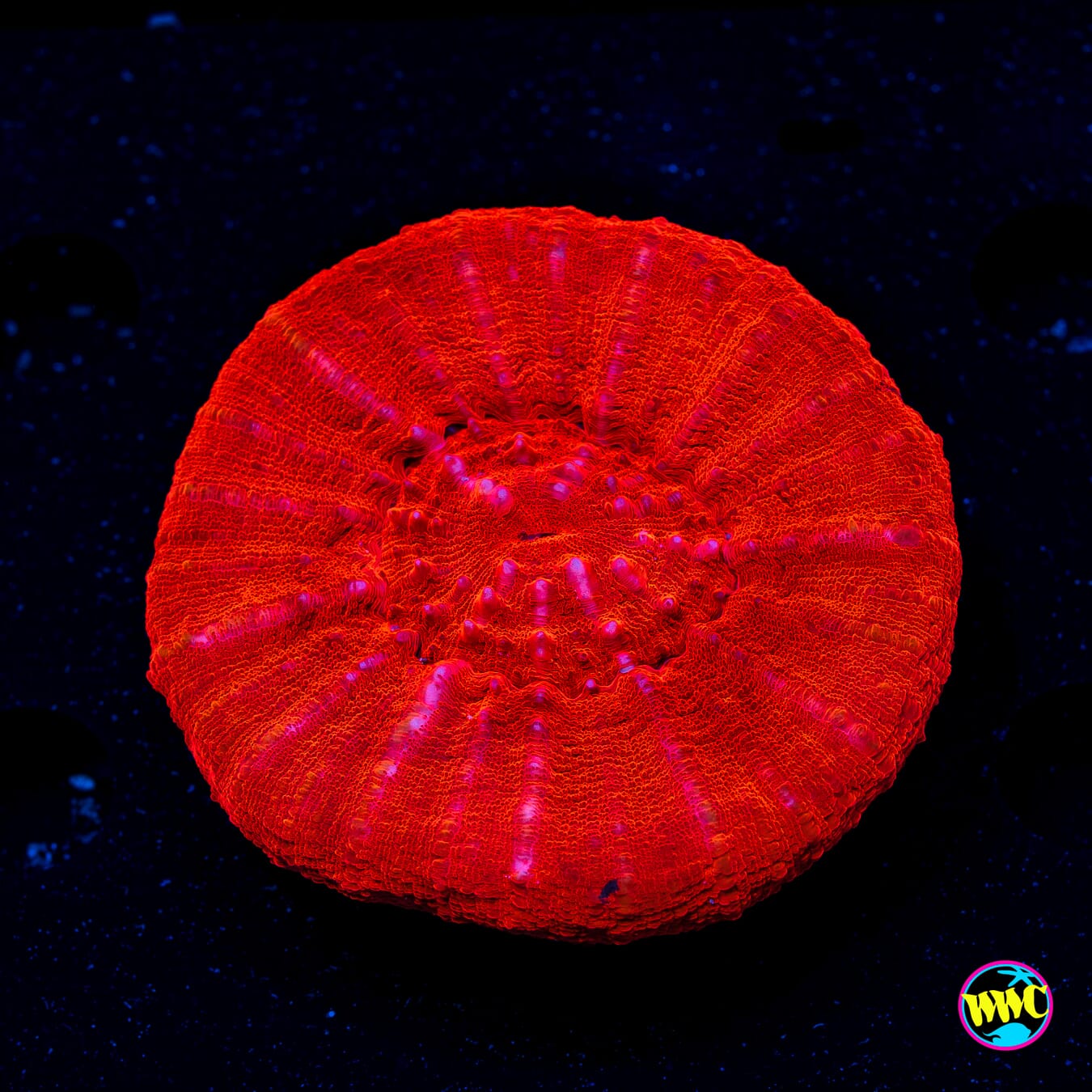 Red Devil Scolymia - Actinic Photo
