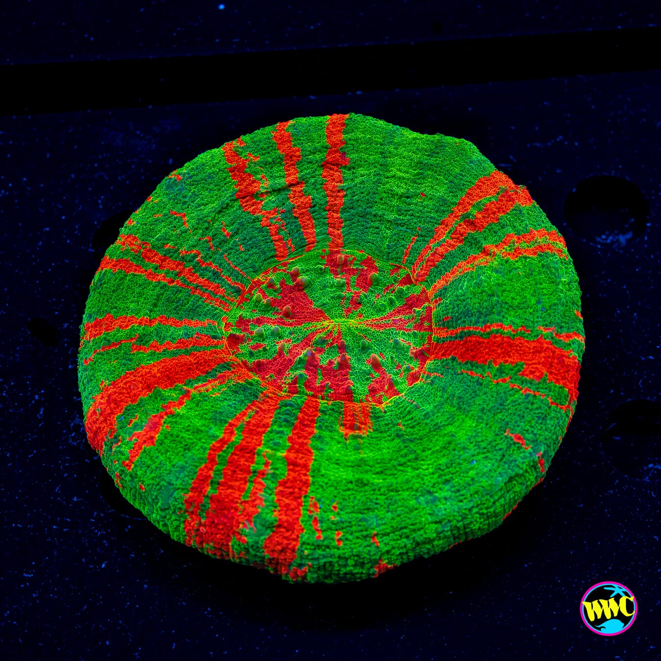 Ultimate Bleeding Apple Scolymia - Actinic Photo