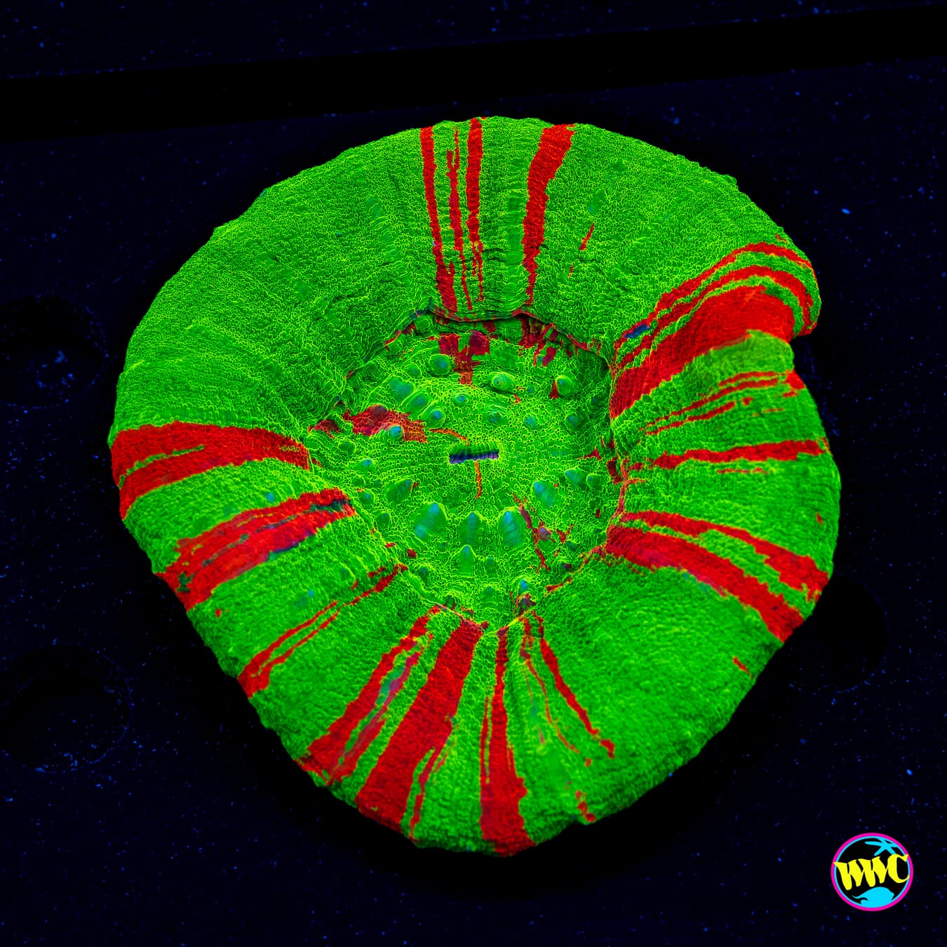 Bleeding Apple Scolymia - Actinic Photo