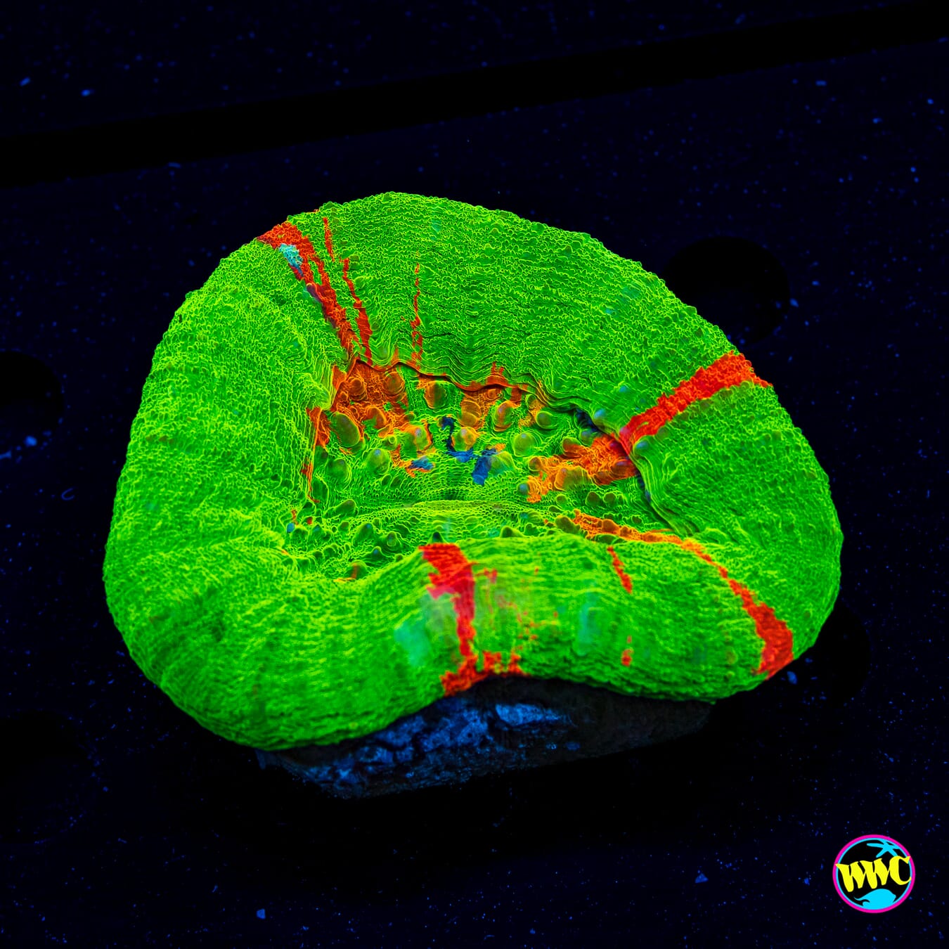 Honeycrisp Scolymia - Actinic Photo
