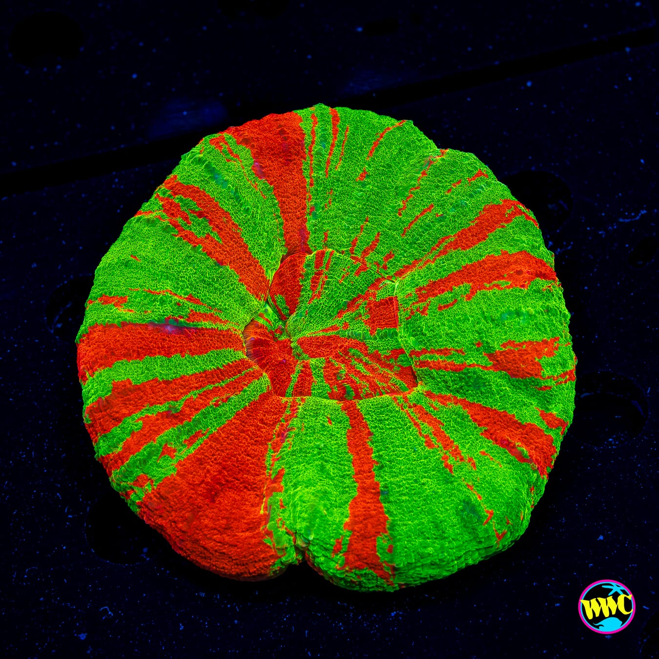 Splatter Apple Scolymia - Actinic Photo