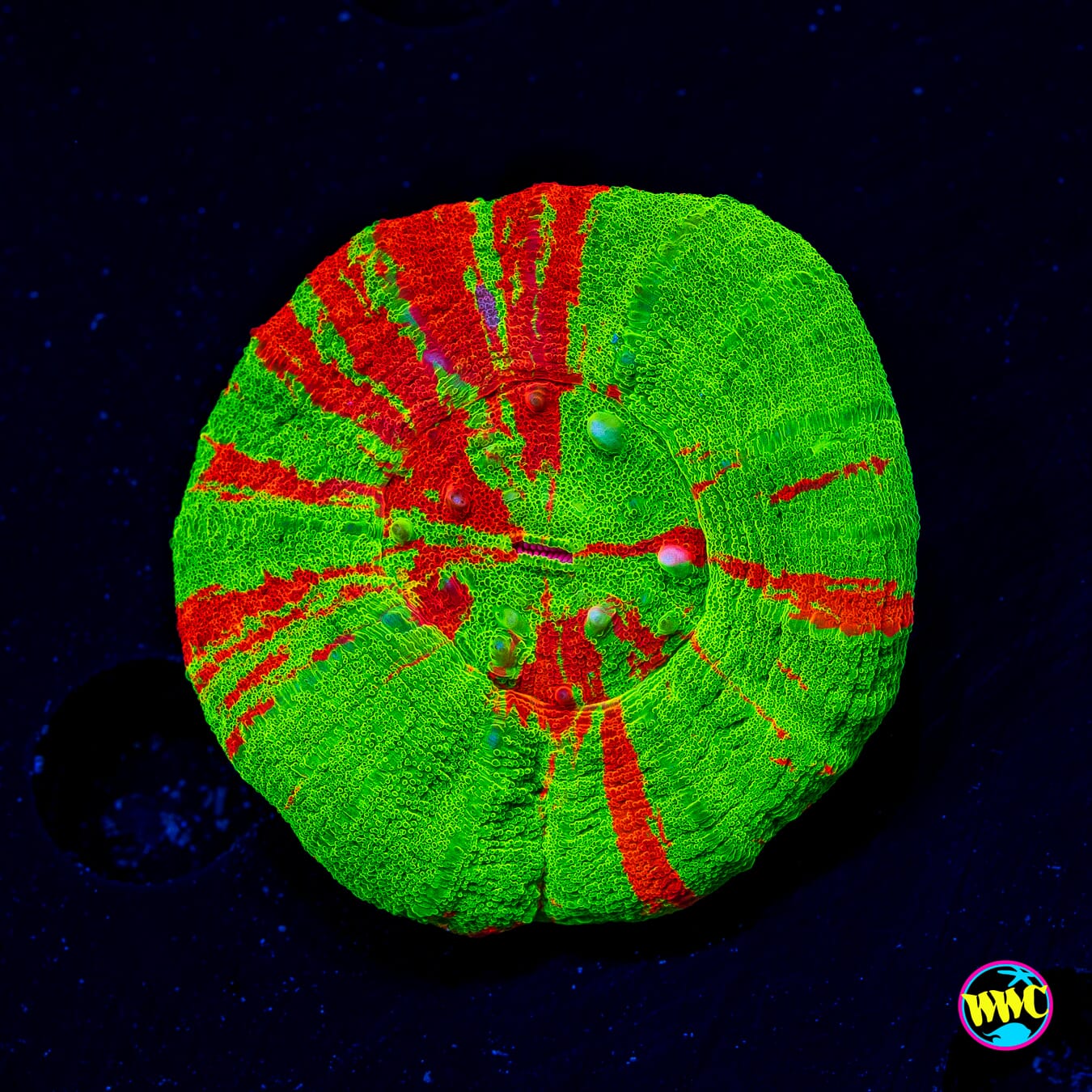 Cran Apple Scolymia - Actinic Photo