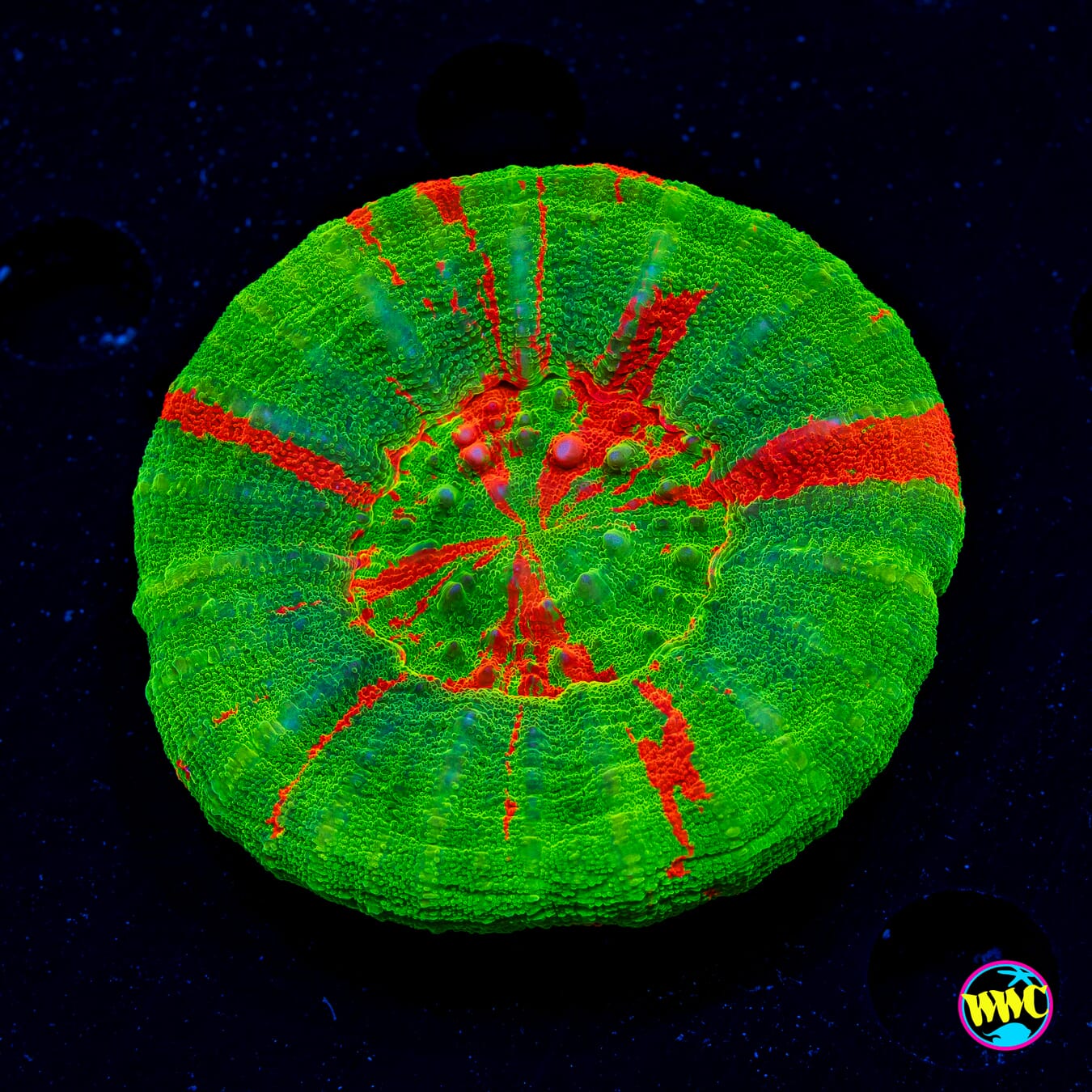 Christmas Wreath Scolymia - Actinic Photo
