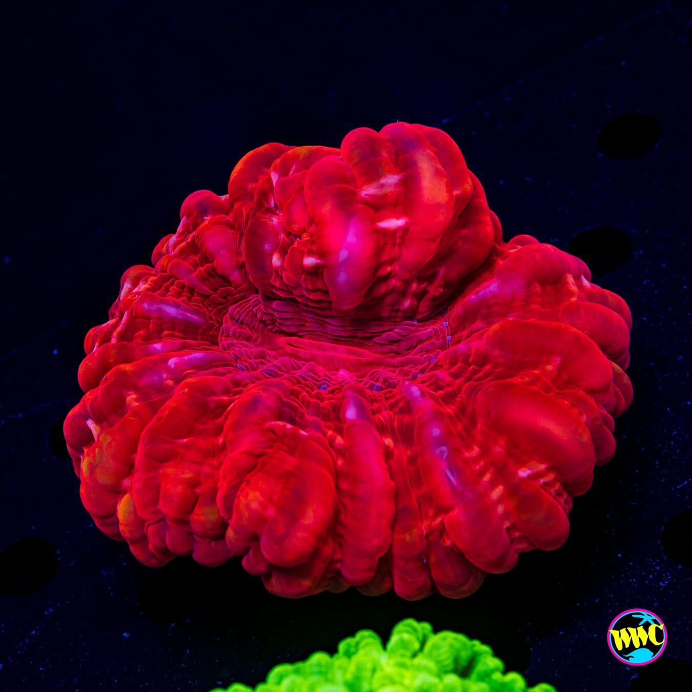 Scarlet Jewel Cynarina - Daylight Photo