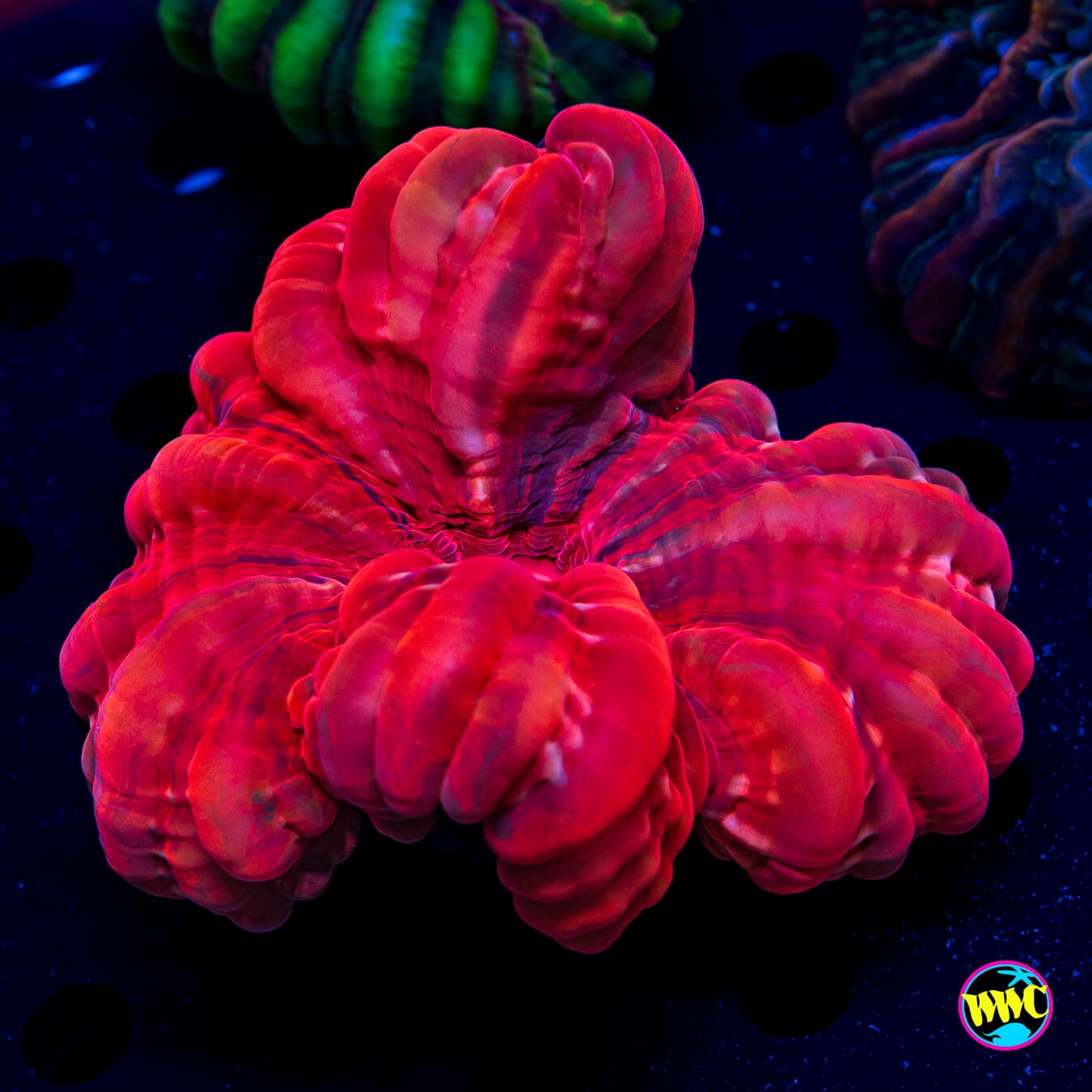 Ruby Crown Cynarina - Daylight Photo