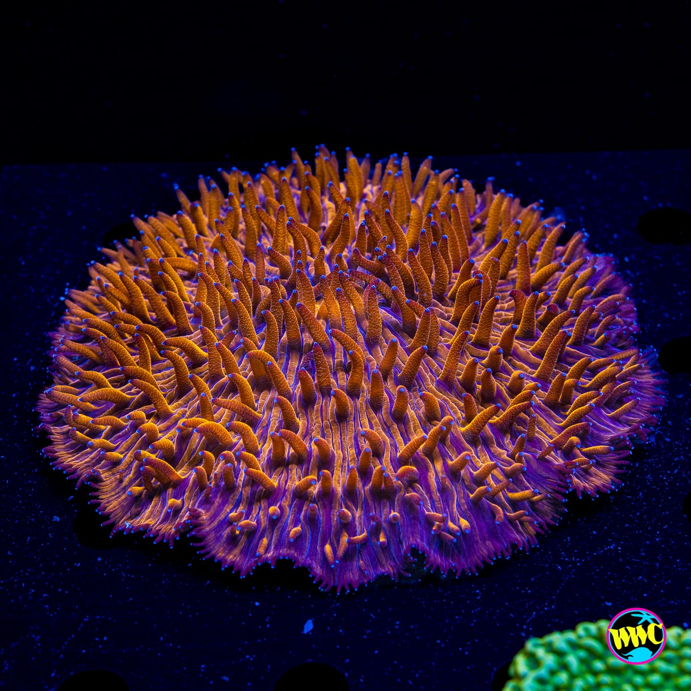 Molten Mandarin Plate - Daylight Photo