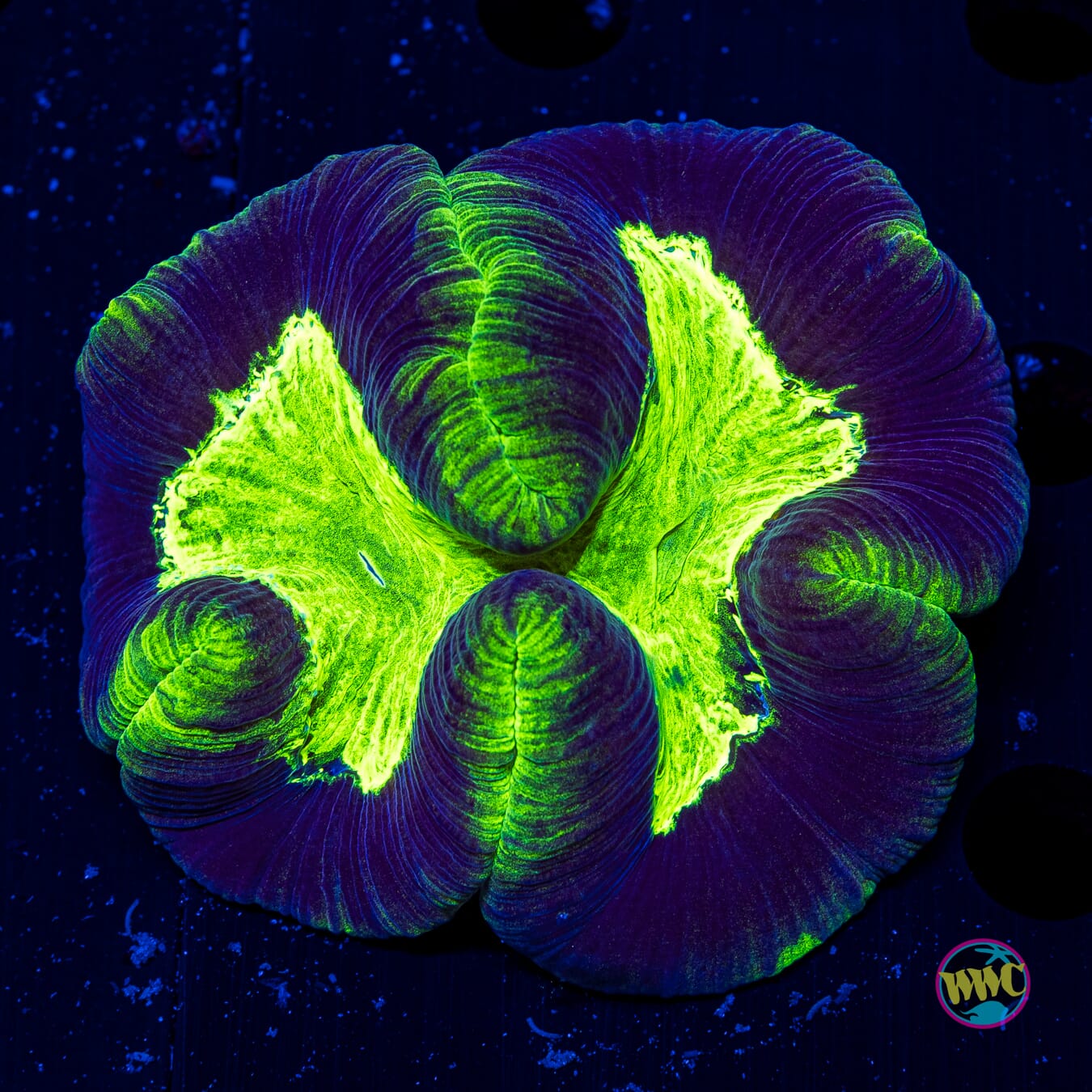 Slime Time Trachyphyllia - Daylight Photo