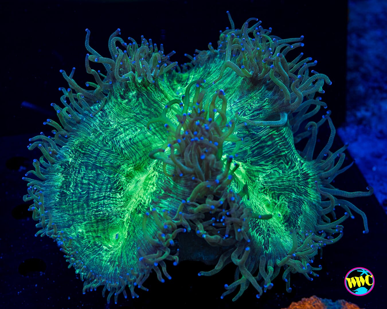 Blue Tipped Elegance - Daylight Photo