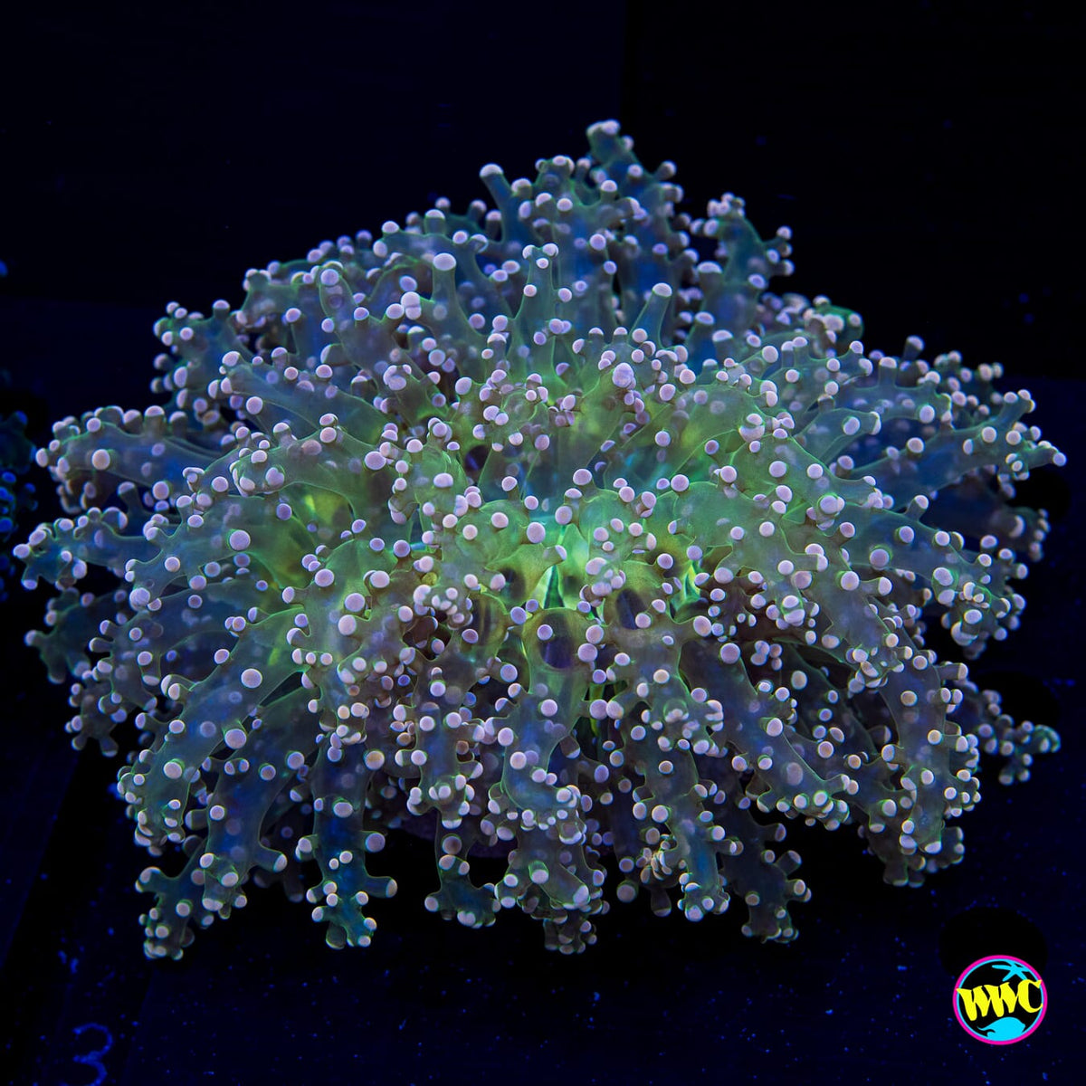Peach Wall Frogspawn - Daylight Photo