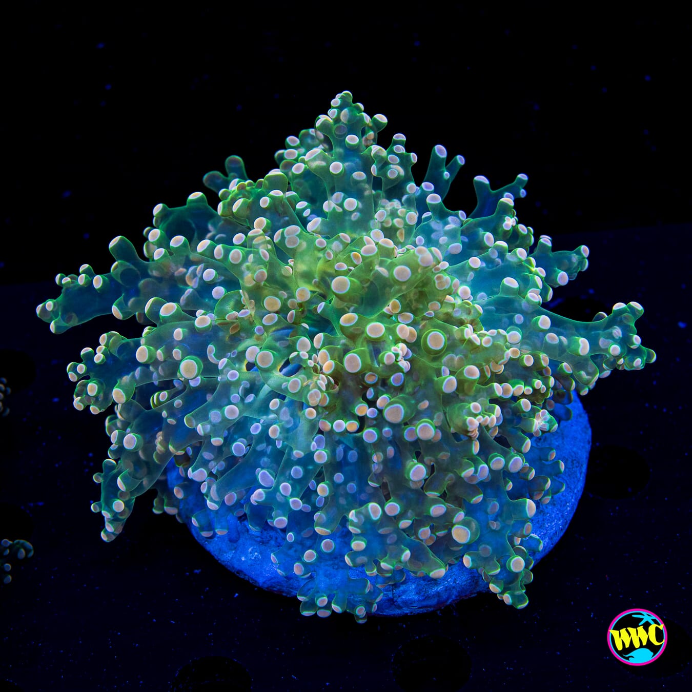 Citrus Splash Wall Frogspawn - Daylight Photo
