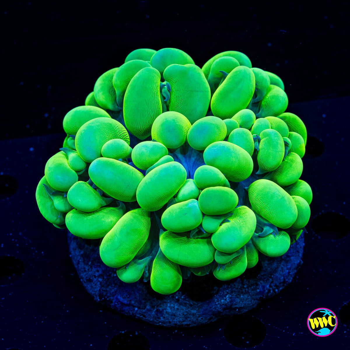 Neon Bubble Coral - Daylight Photo