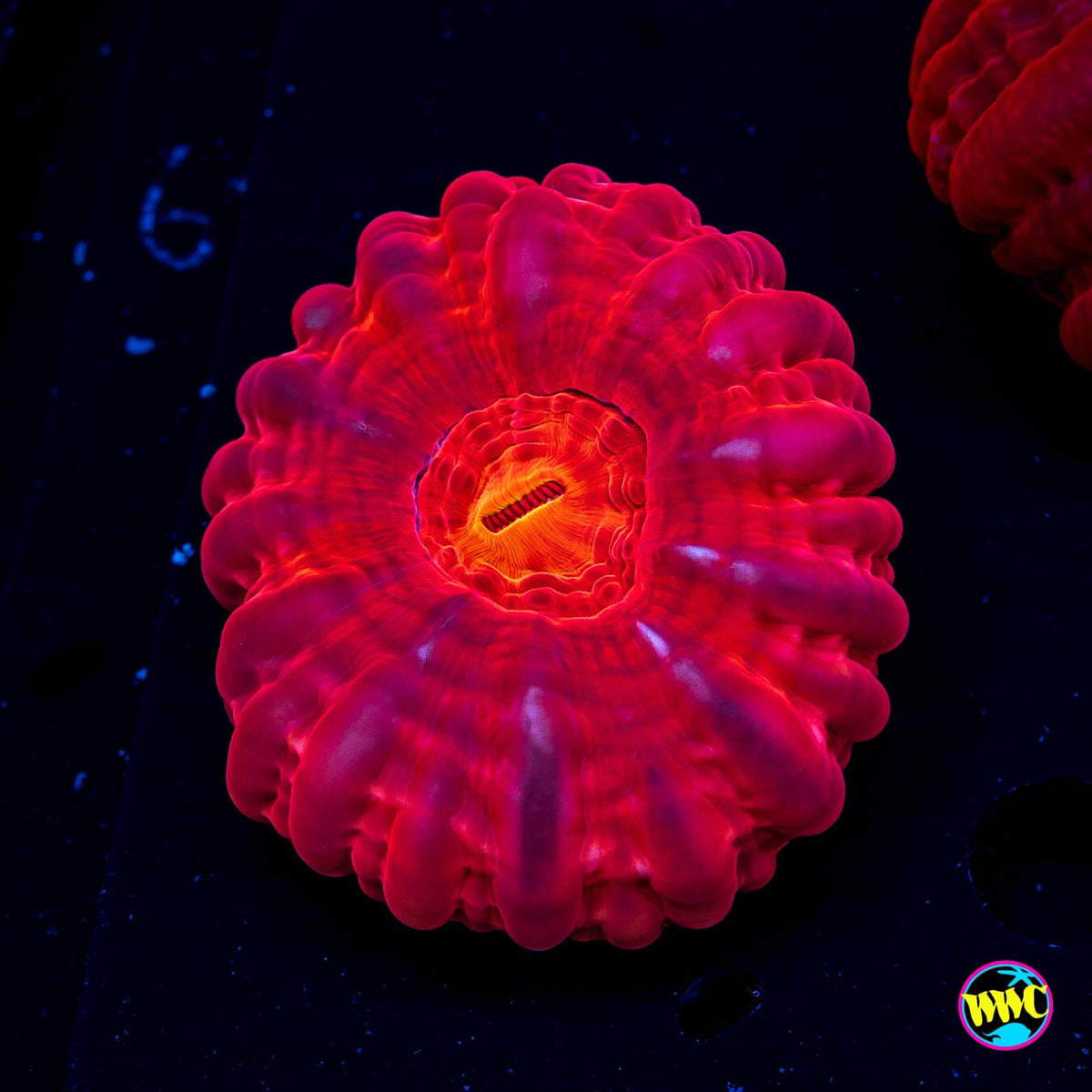 Torchlight Cynarina - Daylight Photo