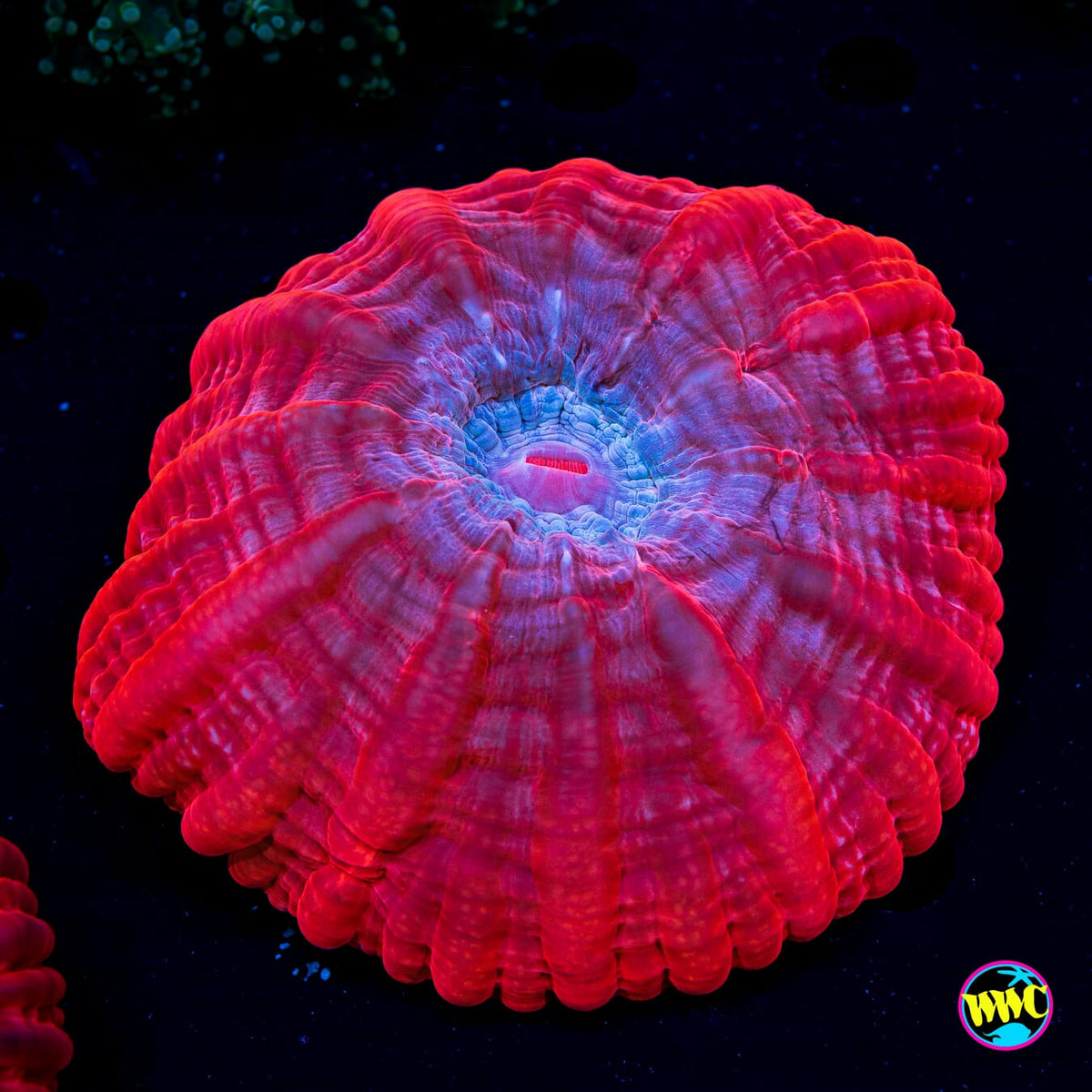 Red Ribbon Cynarina - Daylight Photo