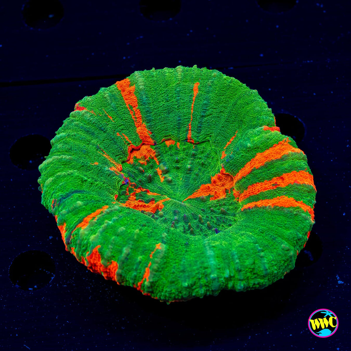 Candy Apple Scolymia - Daylight Photo