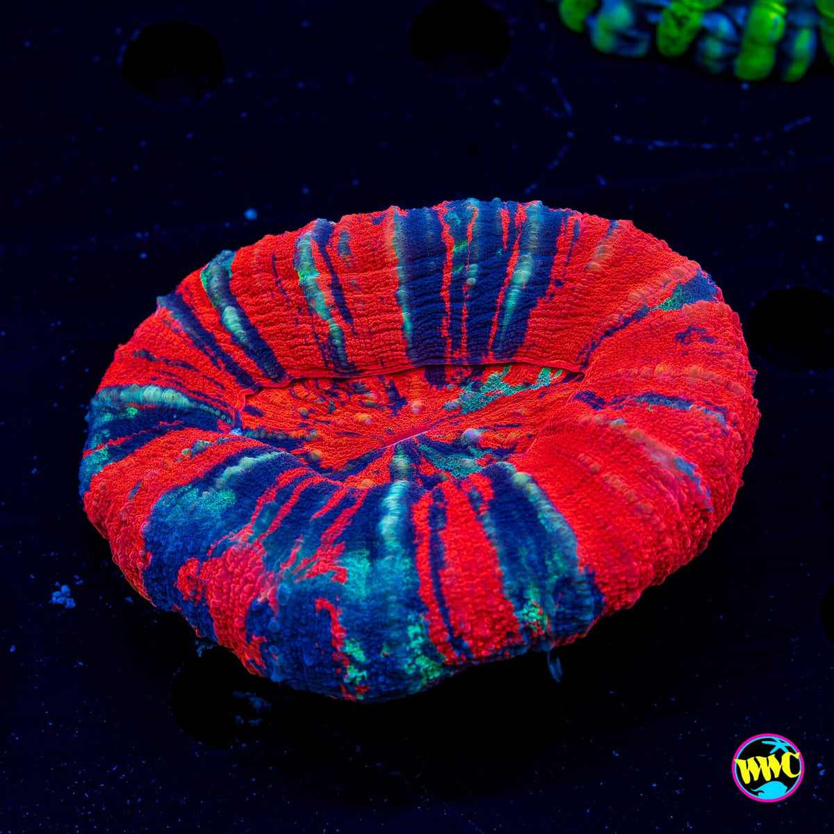 Candy Apple Scolymia - Daylight Photo
