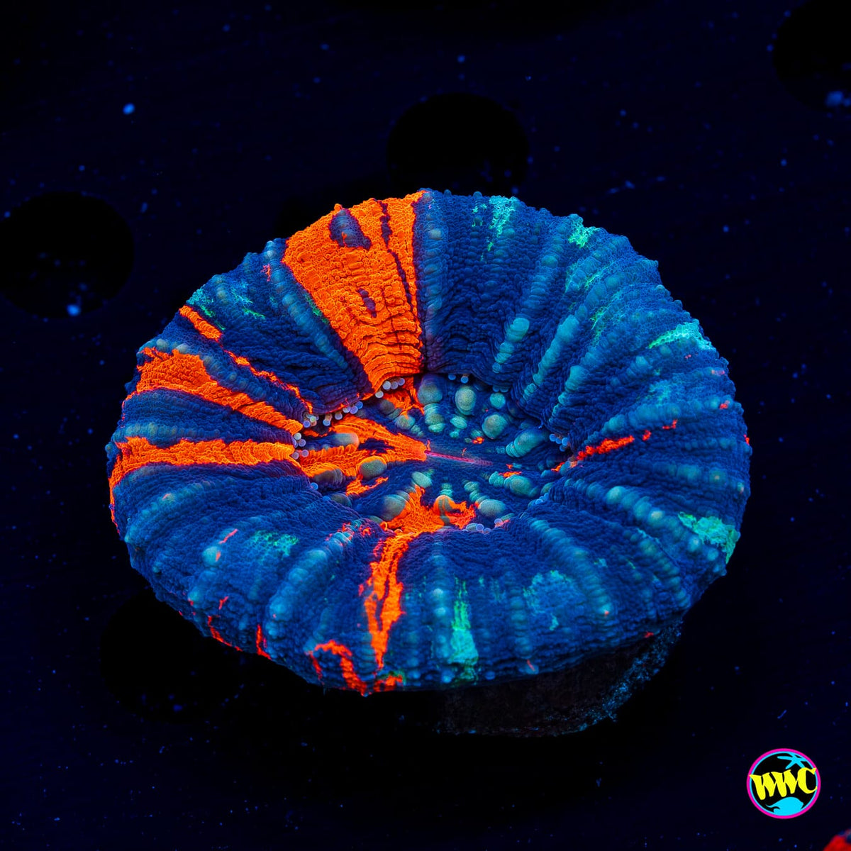 Super Warpaint Scolymia - Daylight Photo