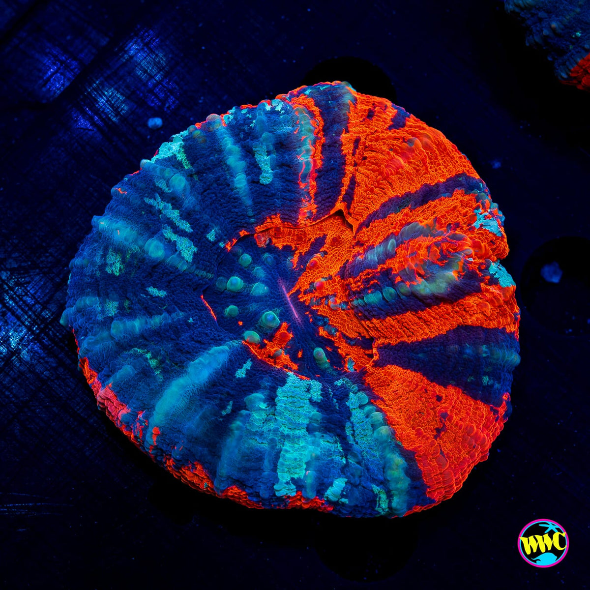Inferno Fire Warpaint Scolymia - Daylight Photo