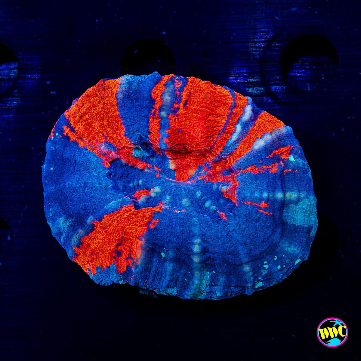 Warpaint Scolymia - Daylight Photo