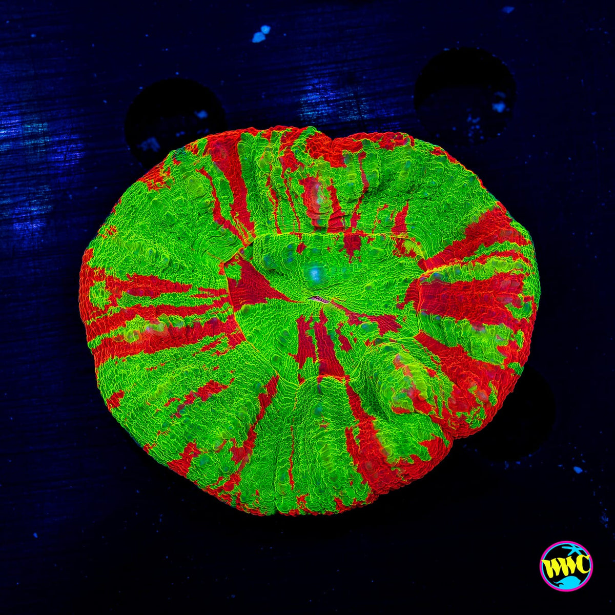 Super Apple Scolymia - Daylight Photo