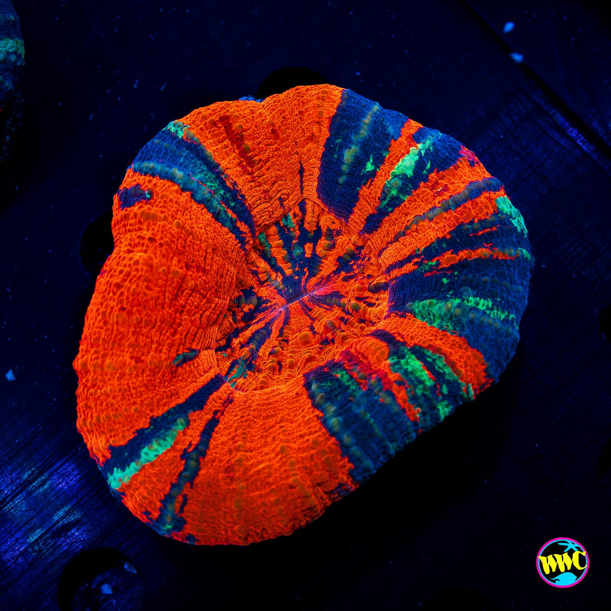 Red Hot Reverse Warpaint Scolymia - Daylight Photo