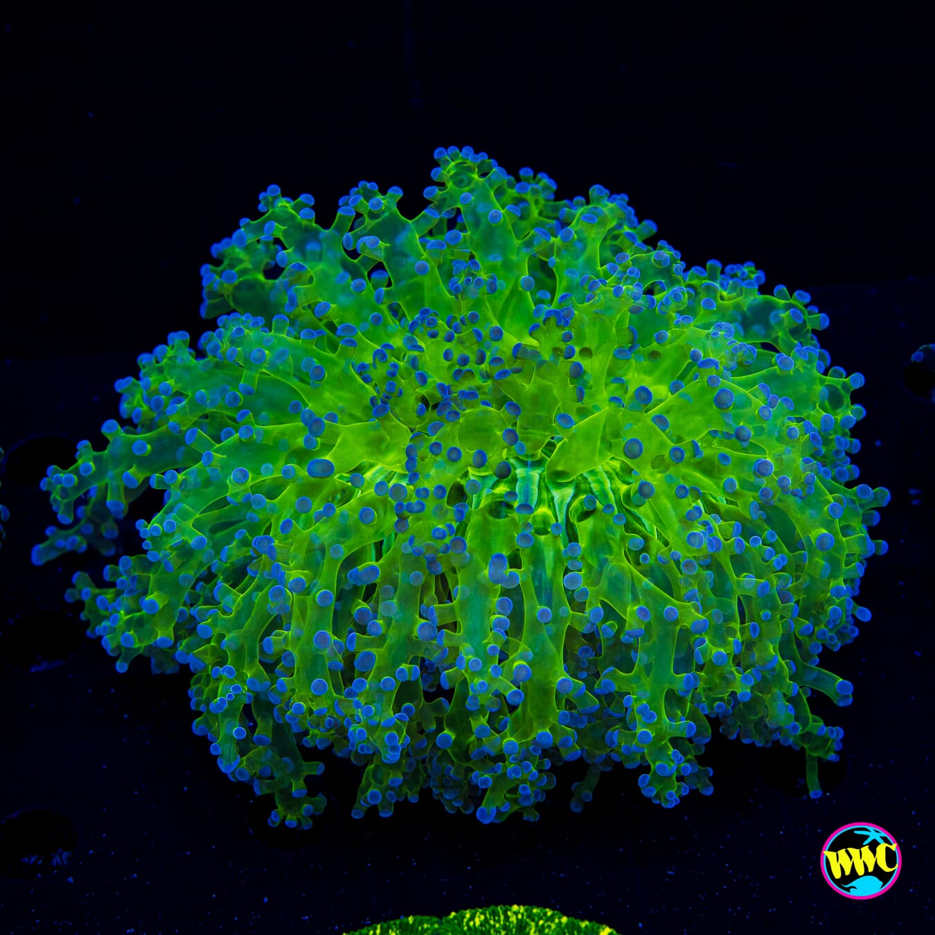 Bicolor Frogspawn - Daylight Photo