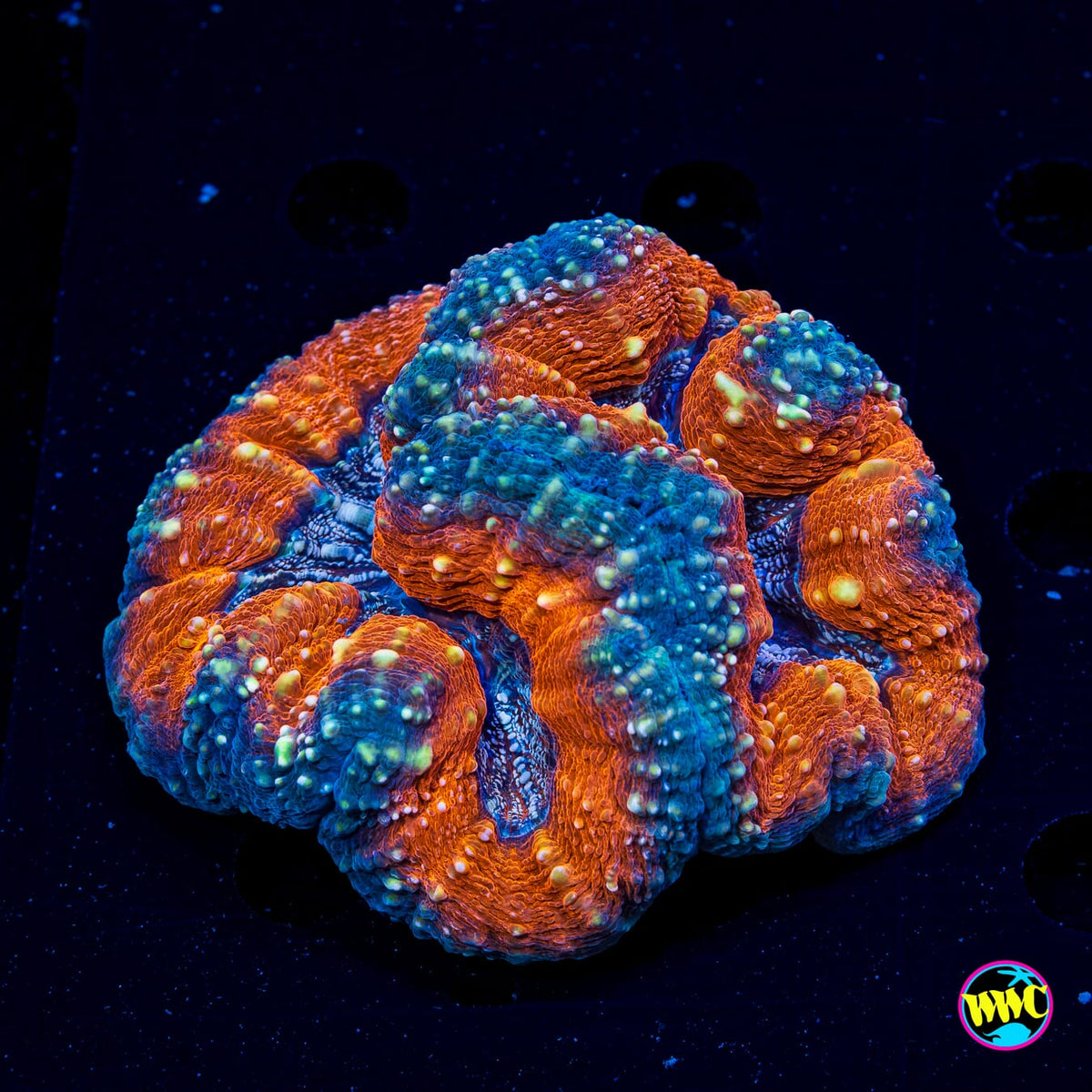 Lechonskers Lobophyllia - Daylight Photo