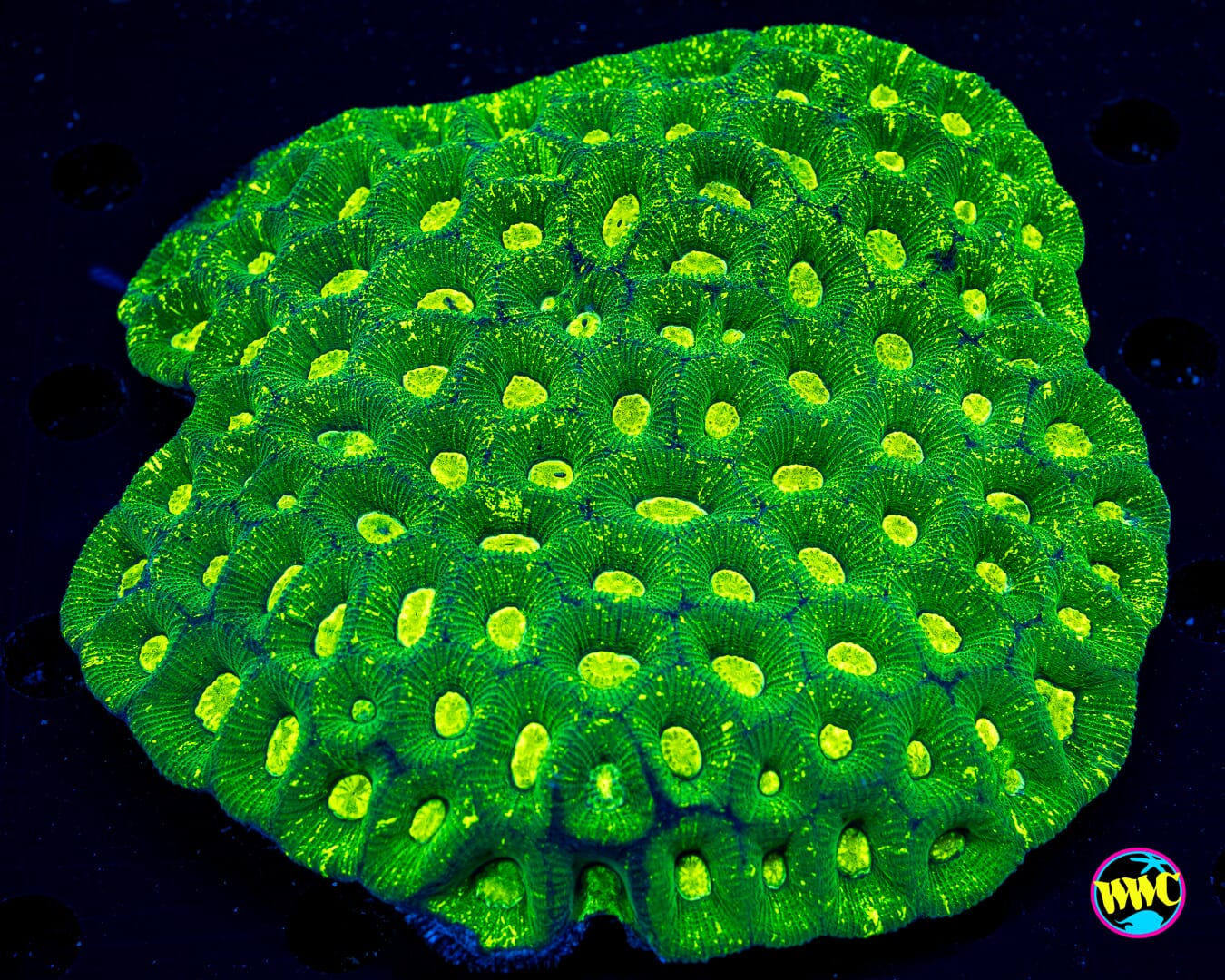 Toxic Pool Goniastrea - Daylight Photo
