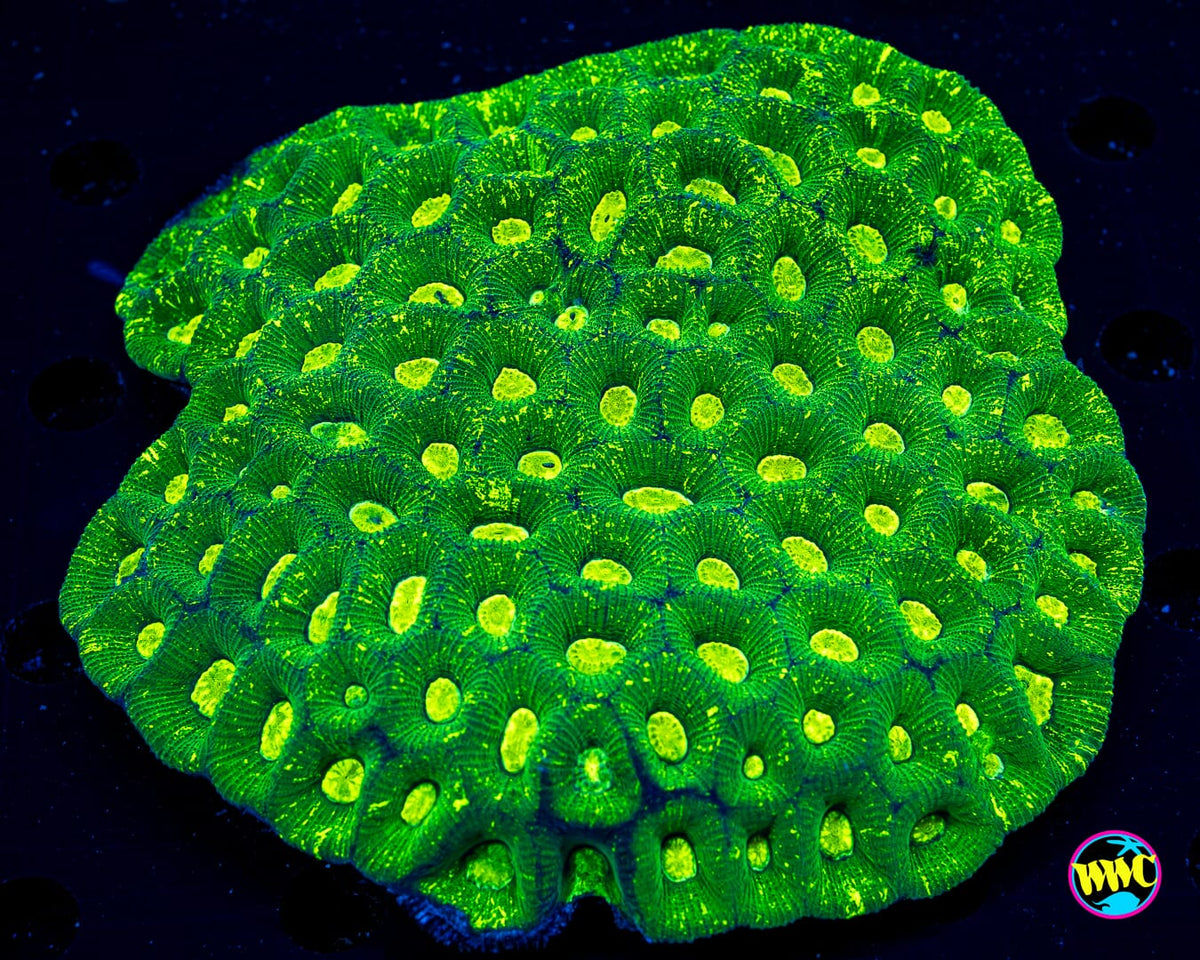 Toxic Pool Goniastrea - Daylight Photo