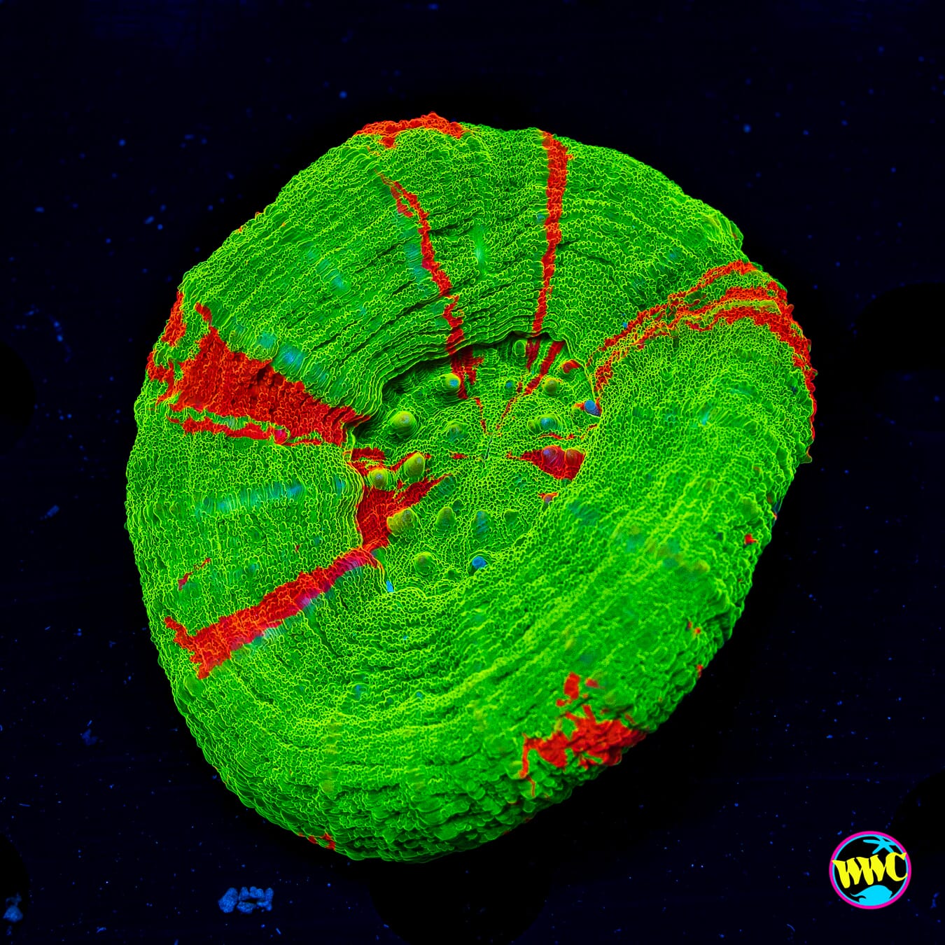 Bleeding Apple Scolymia - Daylight Photo