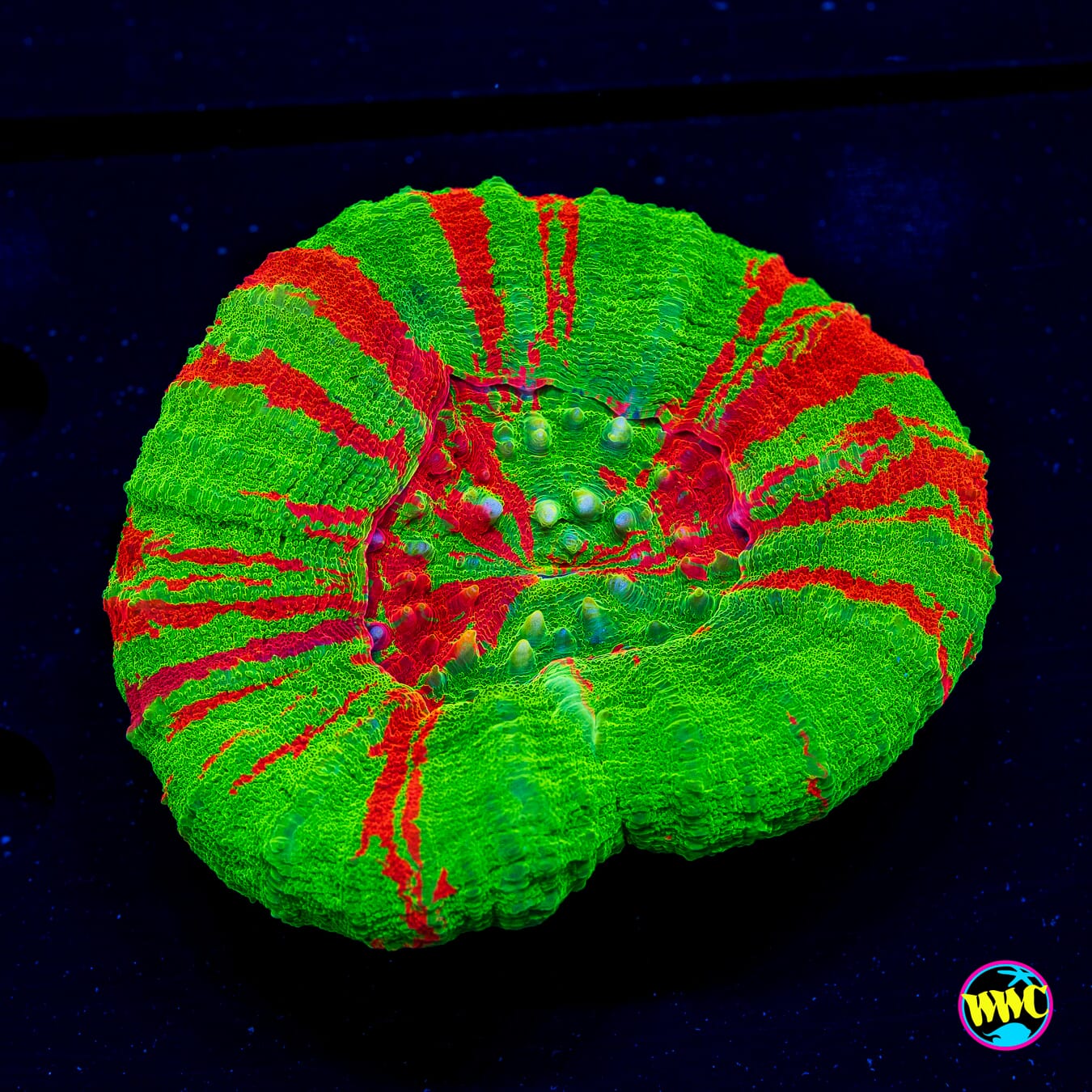 Bleeding Apple Scolymia - Daylight Photo