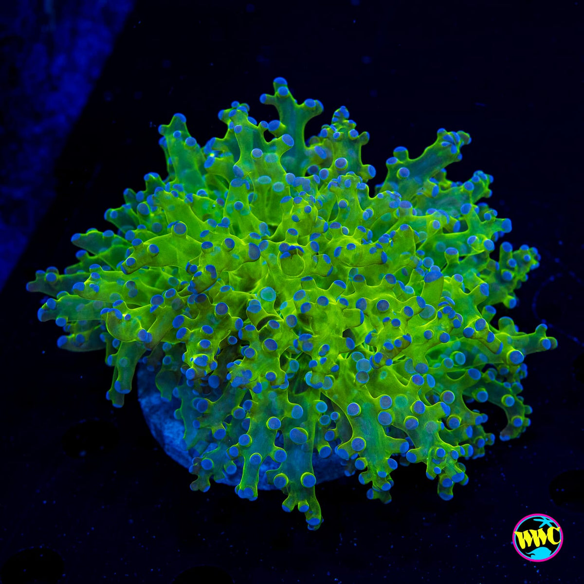 Bicolor Frogspawn - Daylight Photo