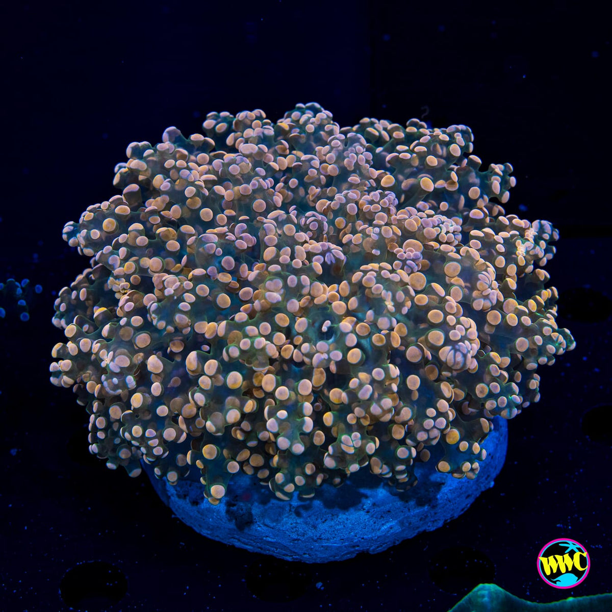 Peachy Tip Frogspawn - Daylight Photo