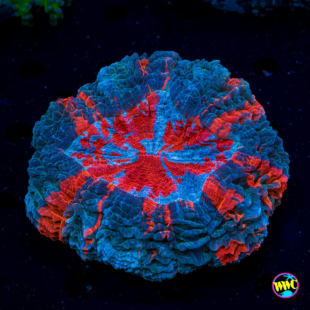 Frosted Flame Acanthophyllia - Daylight Photo