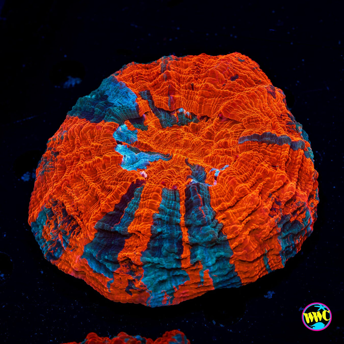 Eternal Flame Acanthophyllia - Daylight Photo