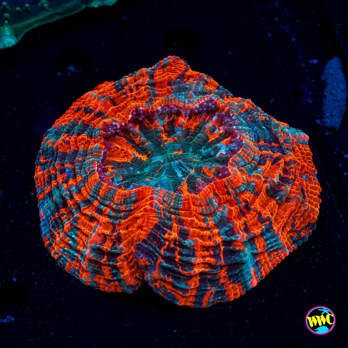 Twisted Nether Acanthophyllia - Daylight Photo