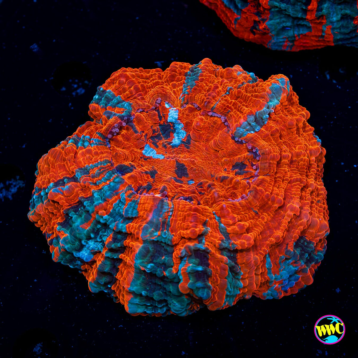 Jelly Belly Acanthophyllia - Daylight Photo